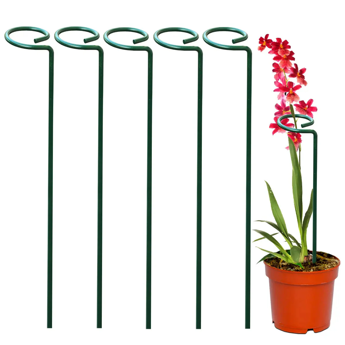 Plant Stakes and Trellis (Supports for Climbing or Tall Plants)